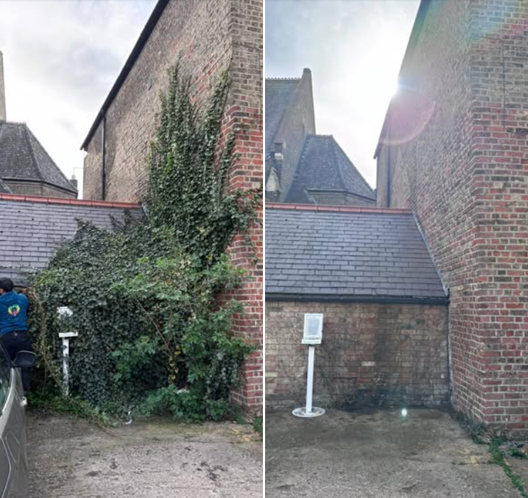 Courtyard wall smothered in ivy before clearance, and the same wall clear afterwards