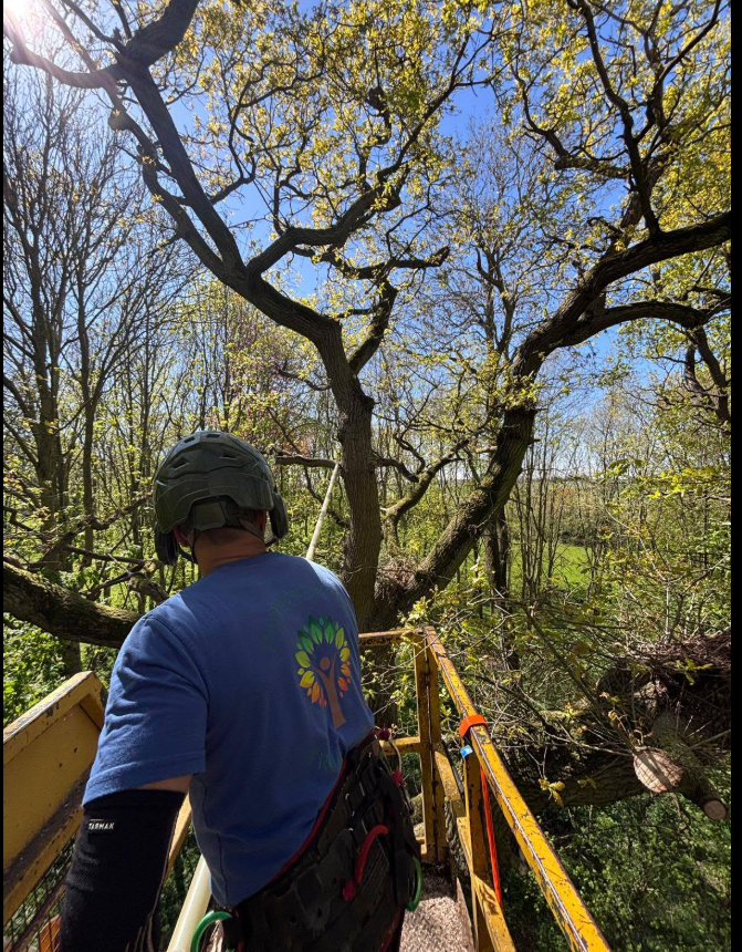 Arborist working from a raised platform among the upper branches of an oak