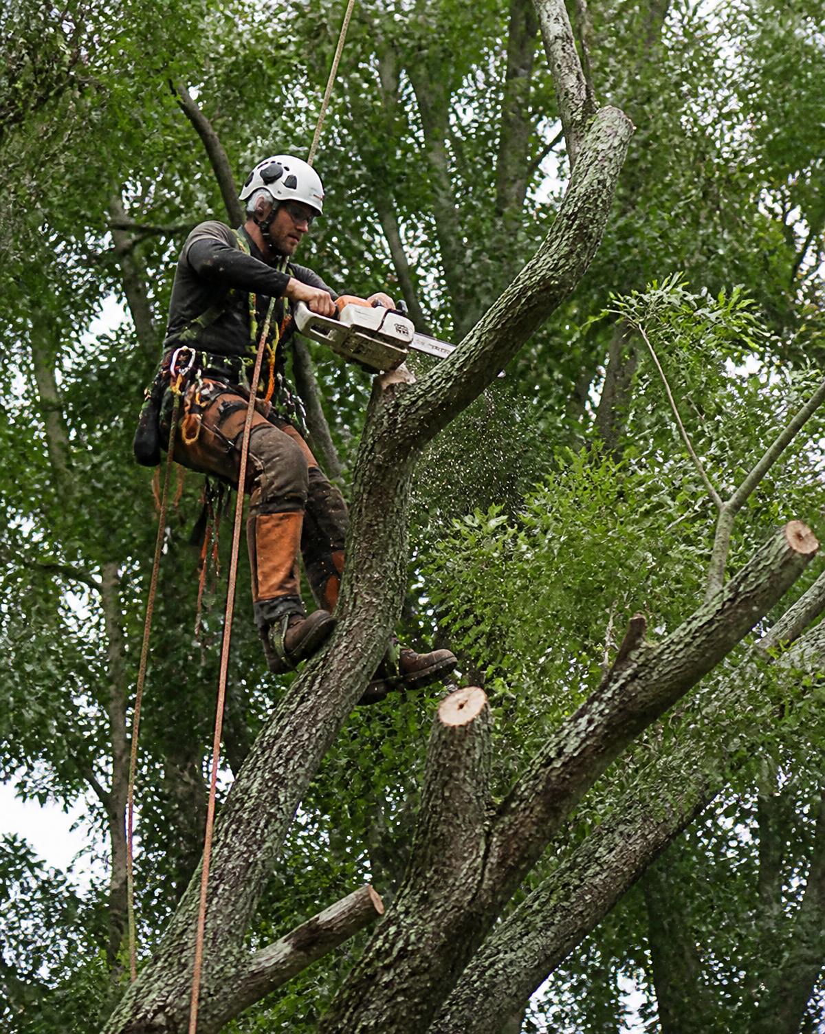 Climbing arborist on ropes taking apart a large limb