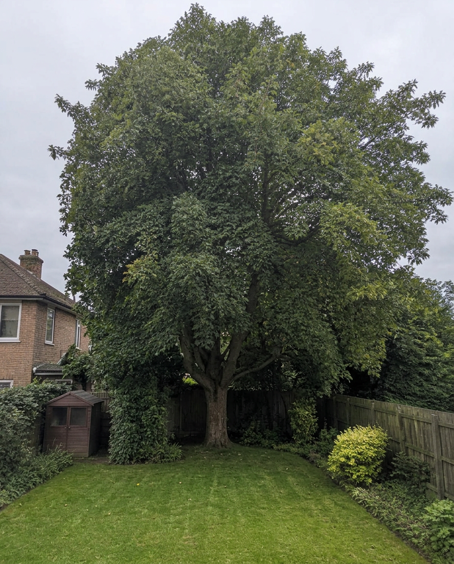 Crown reduction on a garden maple — after