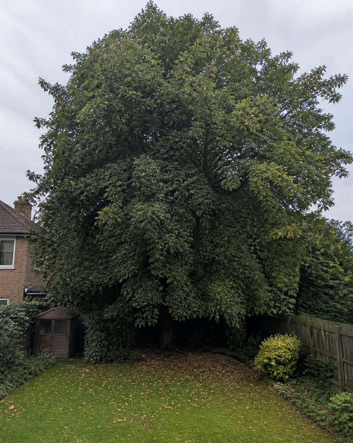Crown reduction on a garden maple — before