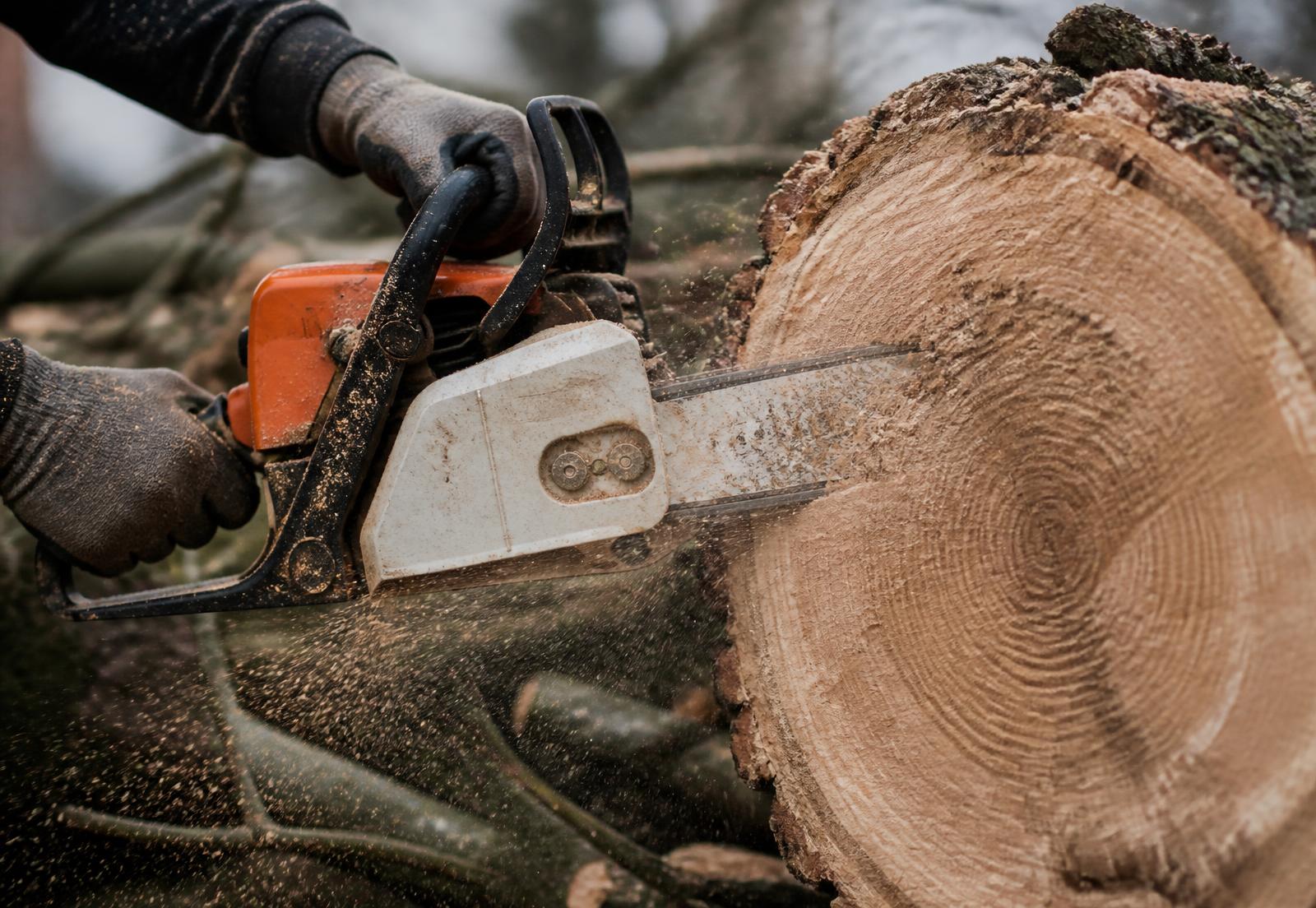 Close-up of a chainsaw cutting through a freshly felled trunk