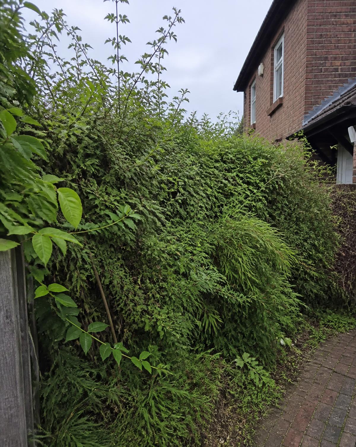 Overgrown hedge brought back to line — before