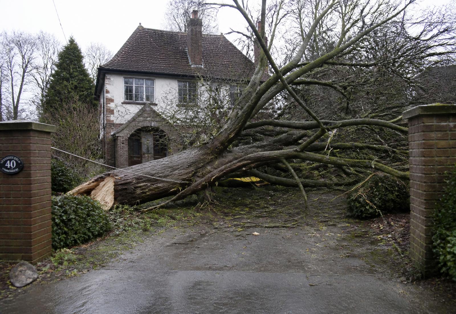 Large tree blown down across a residential driveway after a storm