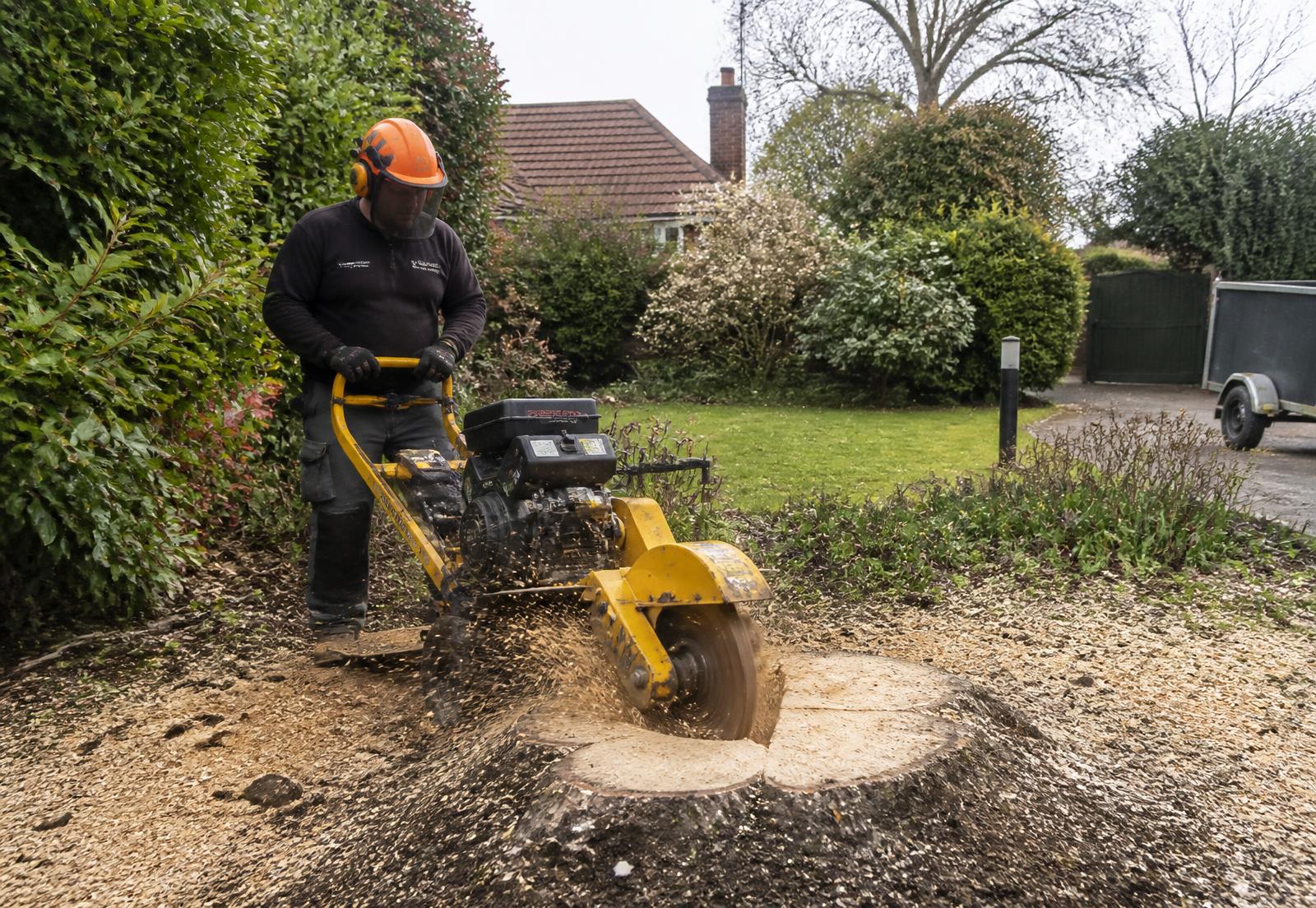 Stump grinder cutting a large stump down below ground level
