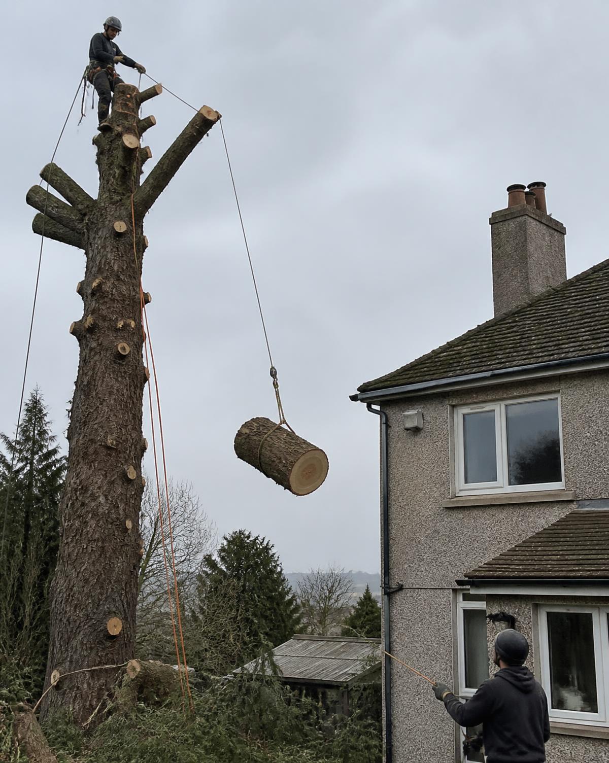 Arborist lowering a heavy log section on ropes beside a house